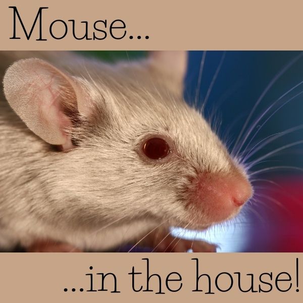 Mouse in the house!